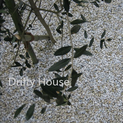 神奈川県鎌倉市Ｓ様邸お庭（ガーデン）の施工例/植栽（オリーブ）と白玉砂利